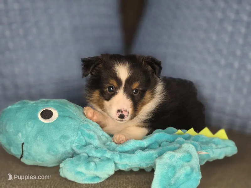 Detroit AKC – Shetland Sheepdog puppy for sale in Creighton, MO