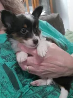 Macke, a male Shetland Sheepdog for sale in Creighton, MO – Photo 9 of 9