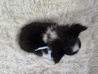 Macke, a male Shetland Sheepdog for sale in Creighton, MO – Photo 3 of 9