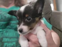 Macke, a male Shetland Sheepdog for sale in Creighton, MO – Photo 8 of 9