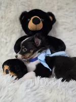 Macke, a male Shetland Sheepdog for sale in Creighton, MO – Photo 5 of 9