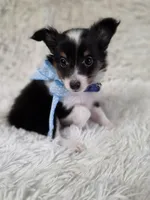 Macke, a male Shetland Sheepdog for sale in Creighton, MO – Photo 1 of 9