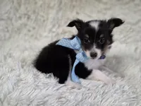 Macke, a male Shetland Sheepdog for sale in Creighton, MO – Photo 6 of 9