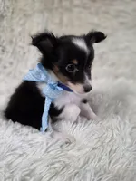 Macke, a male Shetland Sheepdog for sale in Creighton, MO – Photo 4 of 9