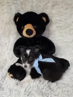 Macke, a male Shetland Sheepdog for sale in Creighton, MO – Photo 7 of 9