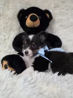 Macke, a male Shetland Sheepdog for sale in Creighton, MO – Photo 2 of 9