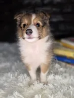 Kimberling AKC, a  Shetland Sheepdog for sale in Creighton, MO – 5 of 9