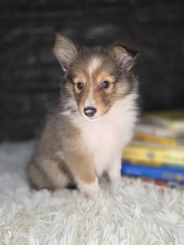 Kelso AKC – Shetland Sheepdog puppy for sale in Creighton, MO