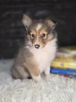 Kelso AKC, a  Shetland Sheepdog for sale in Creighton, MO – 1 of 10