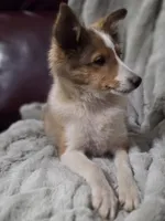 Keene, a male Shetland Sheepdog for sale in Creighton, MO – 9 of 9