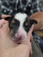 Zadaia, a female Collie for sale in Creighton, MO – 5 of 8