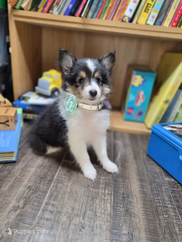 Brookhaven – Shetland Sheepdog puppy for sale in Creighton, MO