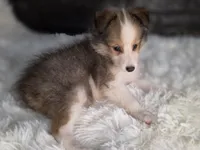 Kailua AKC, a  Shetland Sheepdog for sale in Creighton, MO – 4 of 10