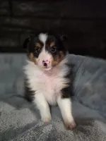 Detroit AKC, a male Shetland Sheepdog for sale in Creighton, MO – 2 of 7