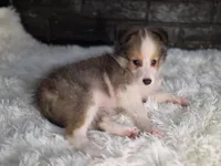 Kailua AKC, a  Shetland Sheepdog for sale in Creighton, MO – 5 of 10