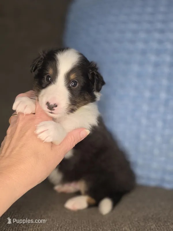 Tiffin AKC – Shetland Sheepdog puppy for sale in Creighton, MO