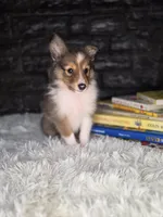 Kelso AKC, a  Shetland Sheepdog for sale in Creighton, MO – 2 of 10