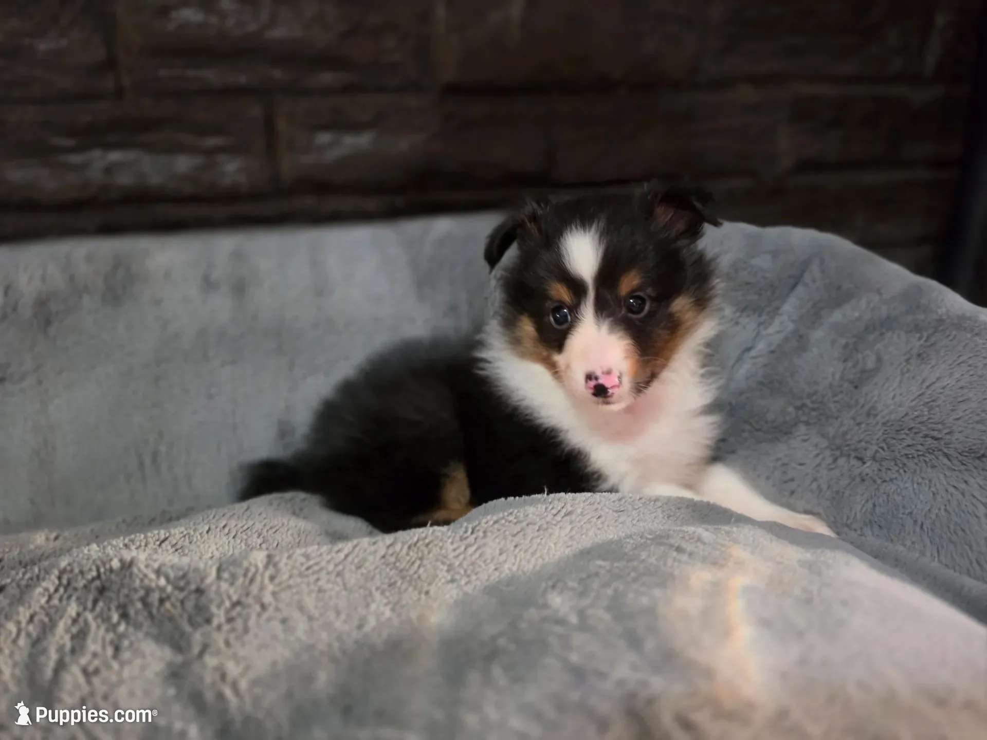 Detroit AKC, a male Shetland Sheepdog for sale in Creighton, MO – 8 of 10