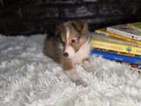 Kimberling AKC, a  Shetland Sheepdog for sale in Creighton, MO – 8 of 9