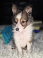 Keene AKC, a  Shetland Sheepdog for sale in Creighton, MO – 4 of 9