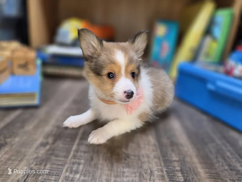 Brea – Shetland Sheepdog puppy for sale in Creighton, MO