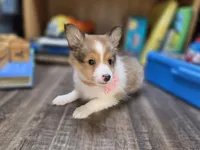Brea, a female Shetland Sheepdog for sale in Creighton, MO – 1 of 8