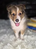Kimberling AKC, a  Shetland Sheepdog for sale in Creighton, MO – 3 of 9