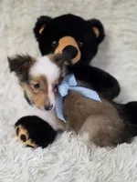 Magnus, a male Shetland Sheepdog for sale in Creighton, MO – Photo 4 of 8