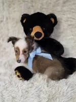 Magnus, a male Shetland Sheepdog for sale in Creighton, MO – Photo 3 of 8