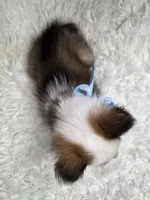 Magnus, a male Shetland Sheepdog for sale in Creighton, MO – Photo 2 of 8