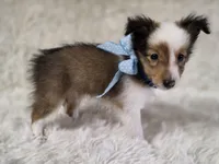 Magnus, a male Shetland Sheepdog for sale in Creighton, MO – Photo 8 of 8