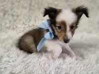 Magnus, a male Shetland Sheepdog for sale in Creighton, MO – Photo 5 of 8