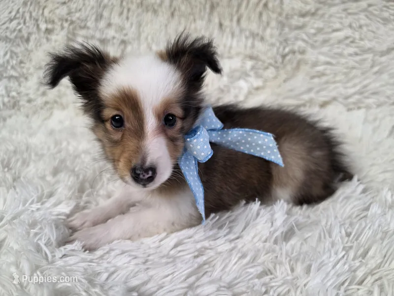Magnus – Shetland Sheepdog puppy for sale in Creighton, MO