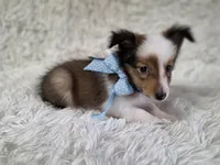 Magnus, a male Shetland Sheepdog for sale in Creighton, MO – Photo 6 of 8