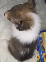 Boston AKC, a male Shetland Sheepdog for sale in Creighton, MO – 4 of 9