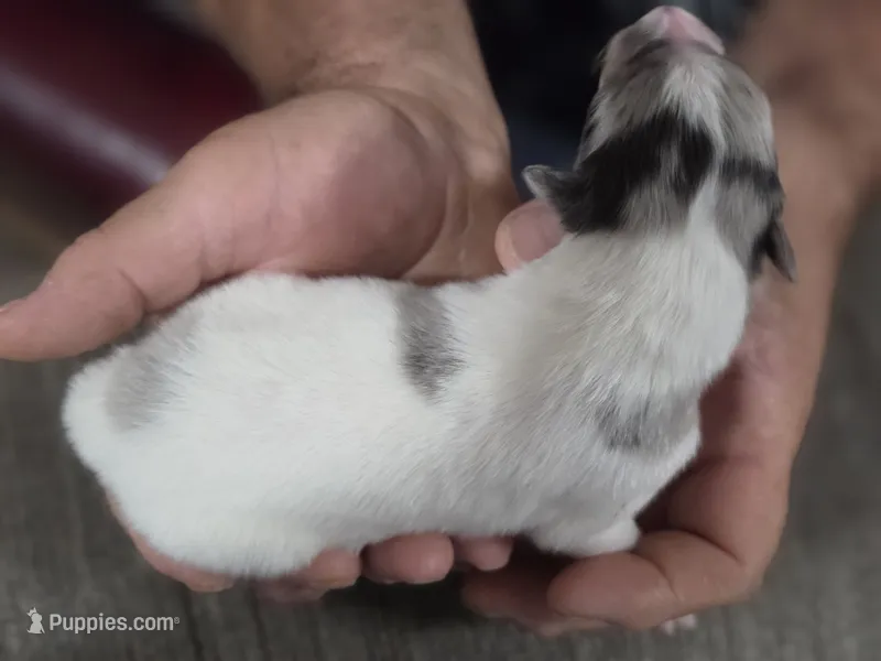Zeppelin – Collie puppy for sale in Creighton, MO