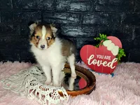 Boston, a male Shetland Sheepdog for sale in Creighton, MO – Photo 6 of 7