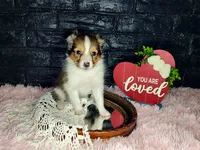 Boston, a male Shetland Sheepdog for sale in Creighton, MO – Photo 2 of 7