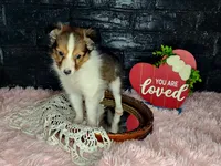 Boston, a male Shetland Sheepdog for sale in Creighton, MO – Photo 3 of 7