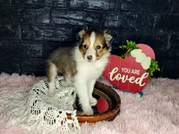 Boston, a male Shetland Sheepdog for sale in Creighton, MO – Photo 1 of 7