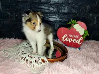 Boston, a male Shetland Sheepdog for sale in Creighton, MO – Photo 4 of 7