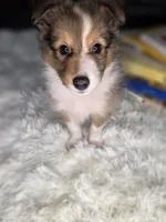 Kimberling AKC, a  Shetland Sheepdog for sale in Creighton, MO – 4 of 9