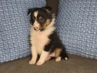 Detroit AKC, a male Shetland Sheepdog for sale in Creighton, MO – 5 of 10