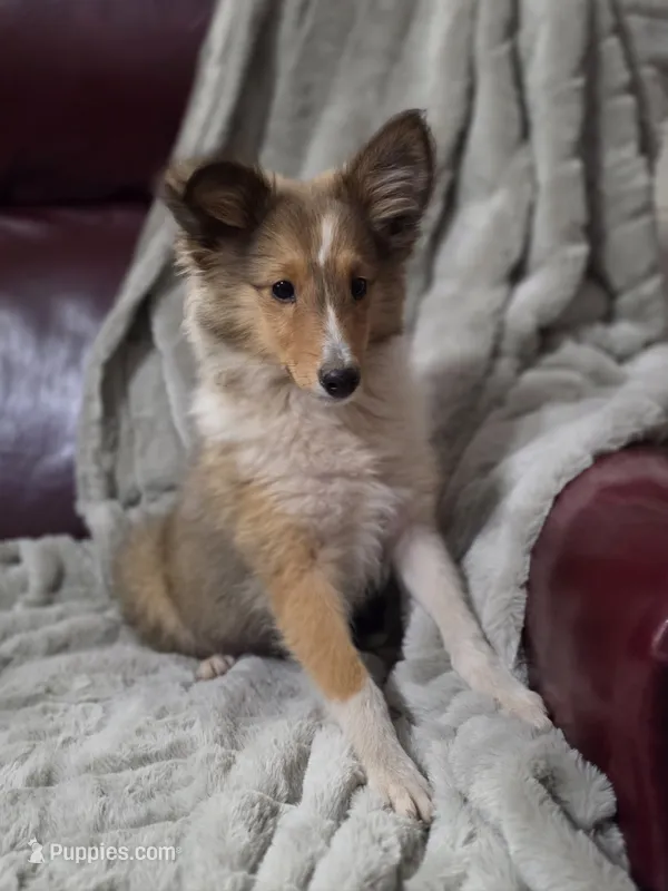 Kelso AKC – Shetland Sheepdog puppy for sale in Creighton, MO