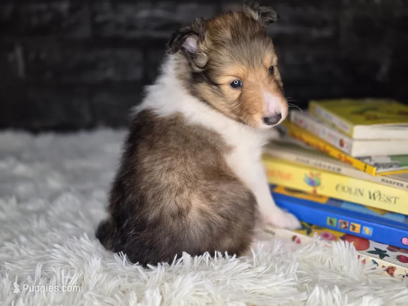 Boston AKC – Shetland Sheepdog puppy for sale in Creighton, MO