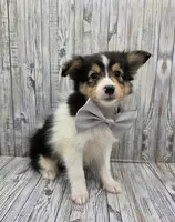 Bixby, a male Shetland Sheepdog for sale in Creighton, MO – 1 of 7