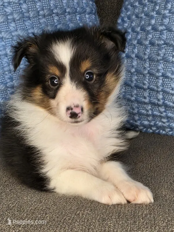 Detroit AKC – Shetland Sheepdog puppy for sale in Creighton, MO