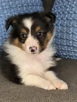 Detroit AKC, a male Shetland Sheepdog for sale in Creighton, MO – 2 of 10