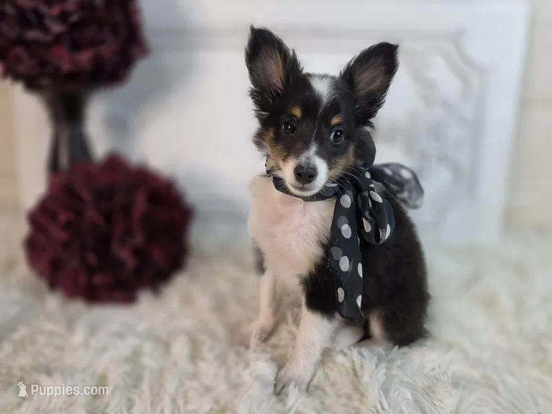 Macke – Shetland Sheepdog puppy for sale in Creighton, MO