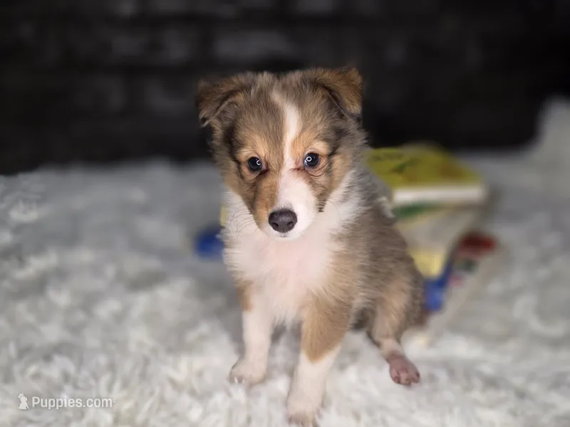Kimberling AKC – Shetland Sheepdog puppy for sale in Creighton, MO